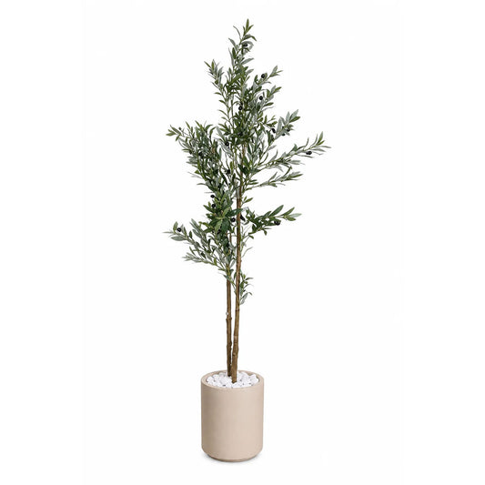 Olive tree