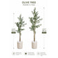 Olive tree