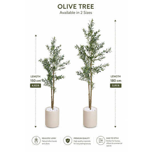 Olive tree