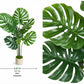Monstera deliciosa