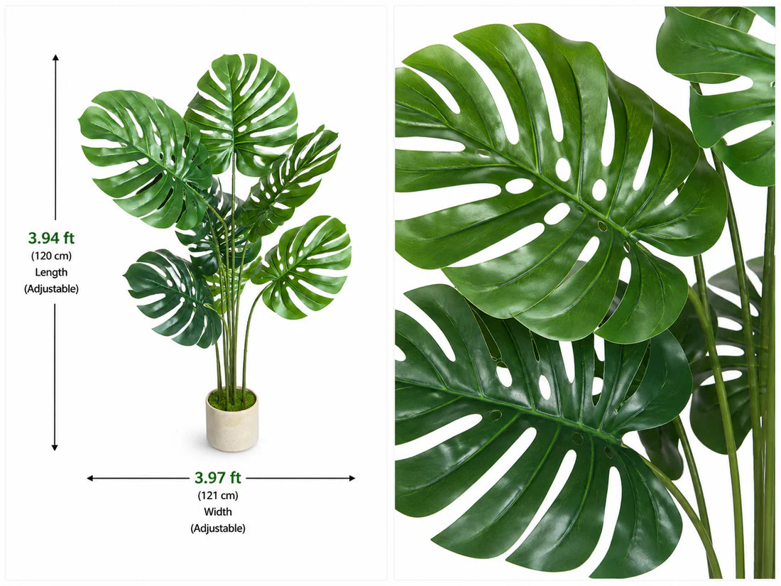 Monstera deliciosa