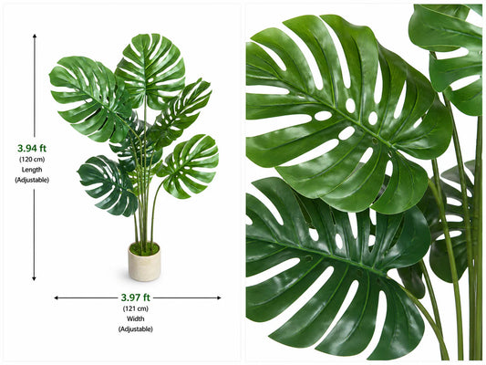 Monstera deliciosa