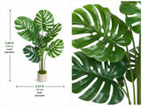 Monstera deliciosa