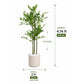 Bamboo tree