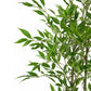 Bamboo tree