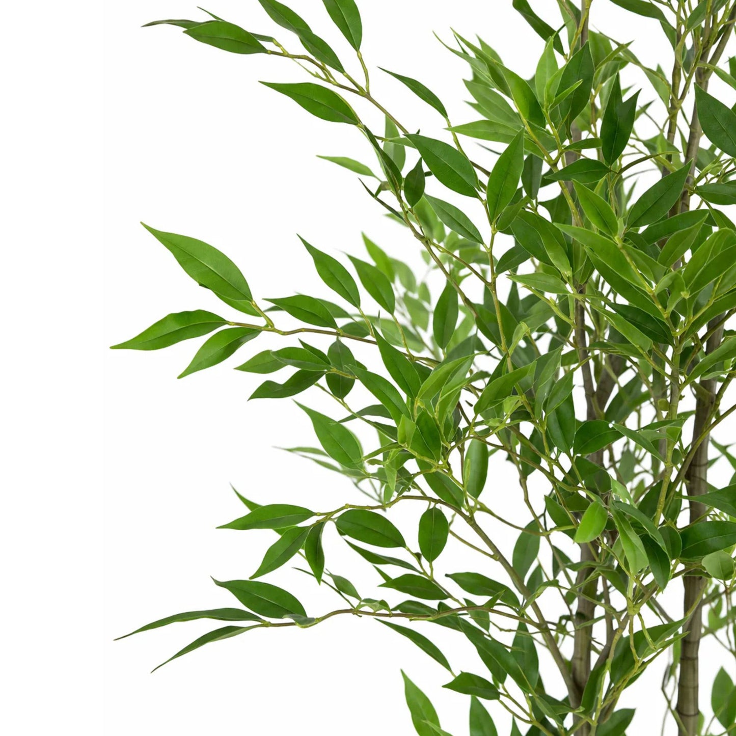 Bamboo tree