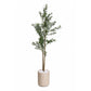 Olive tree