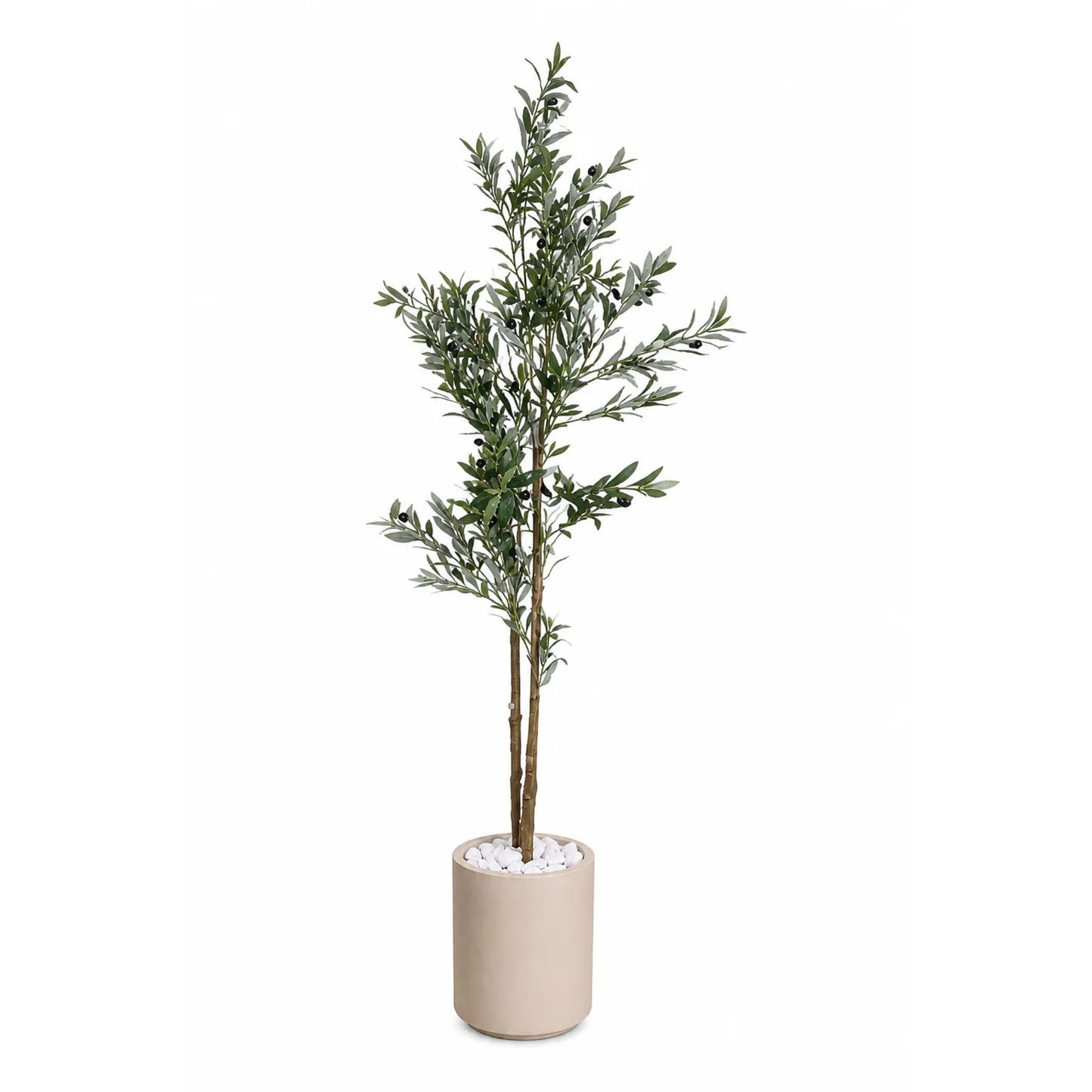 Olive tree