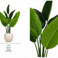 Traveler’s palm