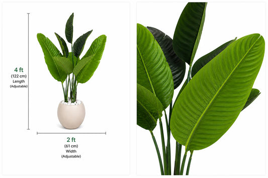 Traveler’s palm