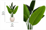 Traveler’s palm