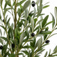 Olive tree