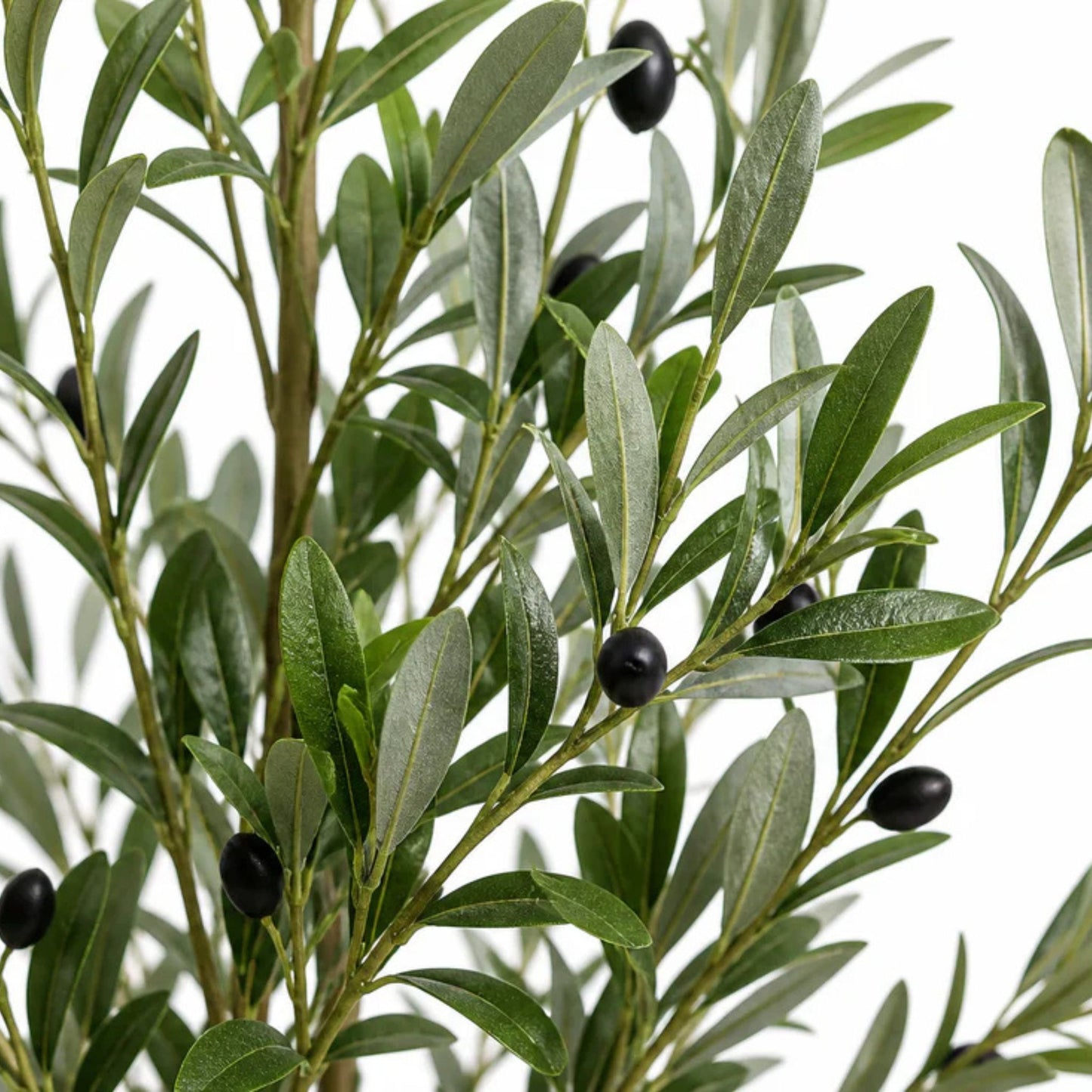 Olive tree