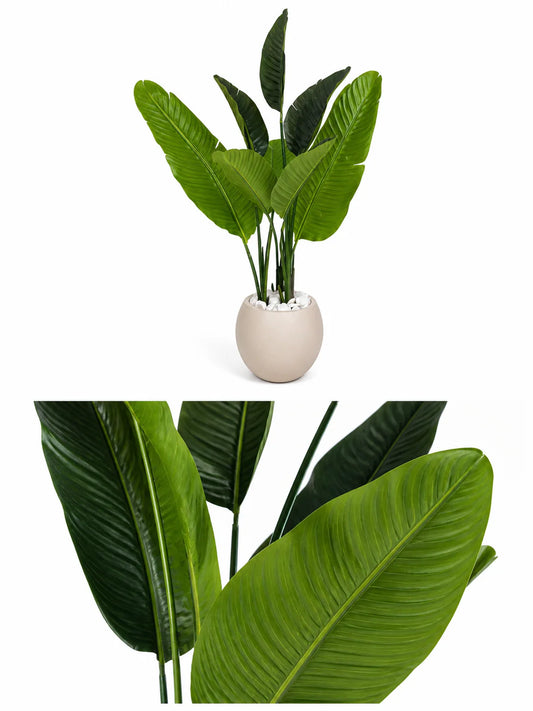 Traveler’s palm